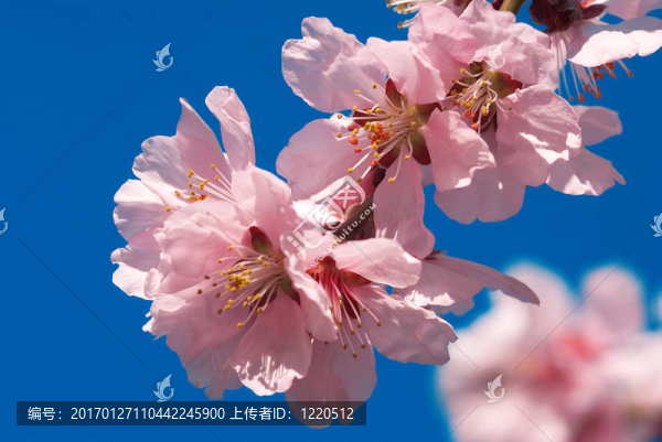櫻桃李花
