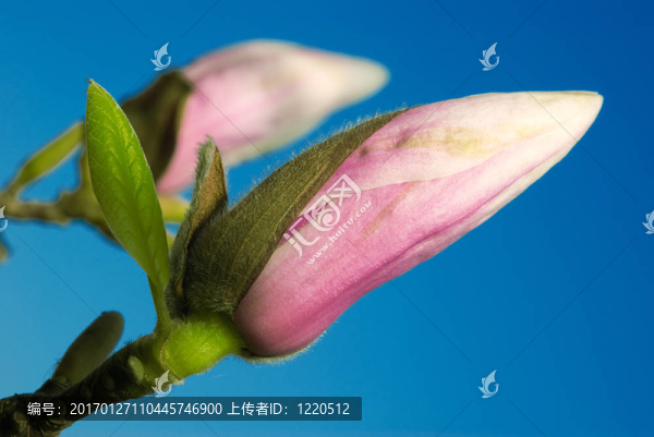 反對(duì)藍(lán)色天空的木蘭芽
