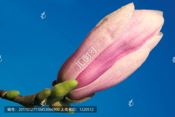 反對(duì)藍(lán)色天空的木蘭芽