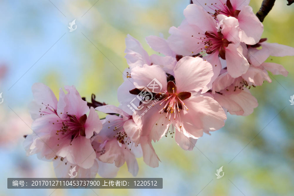 櫻花樹(shù)枝