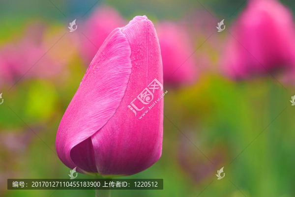 郁金香球莖-匯圖網(wǎng) www.fosd68.com 郁金香球莖