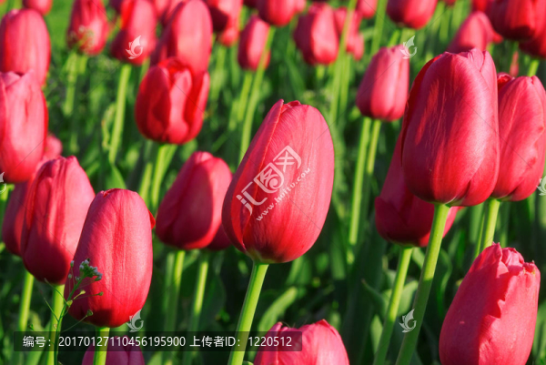 郁金香田野