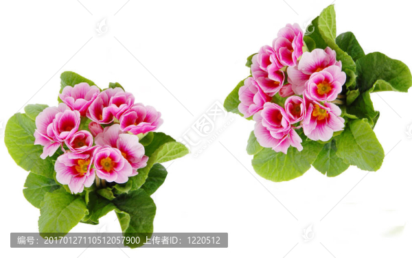 春天的花朵