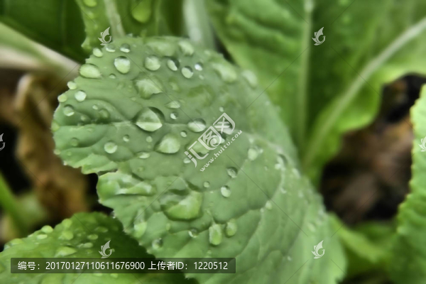 液滴在葉