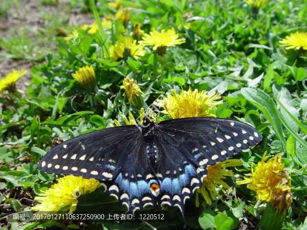 蝴蝶-匯圖網(wǎng) www.fosd68.com 蝴蝶