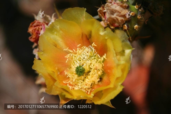 仙人掌花