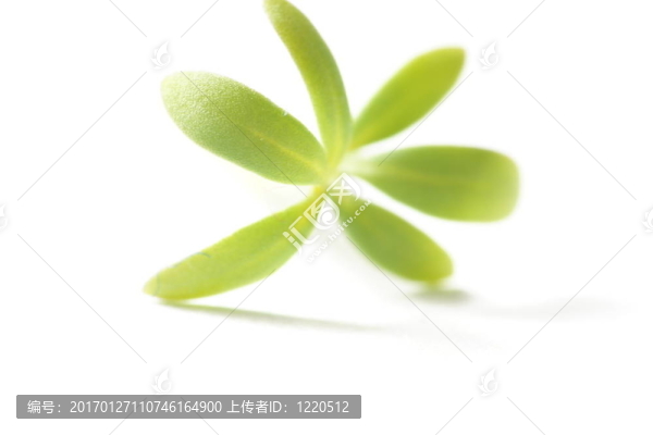 水芹