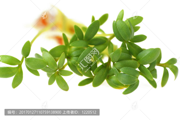 水芹特寫