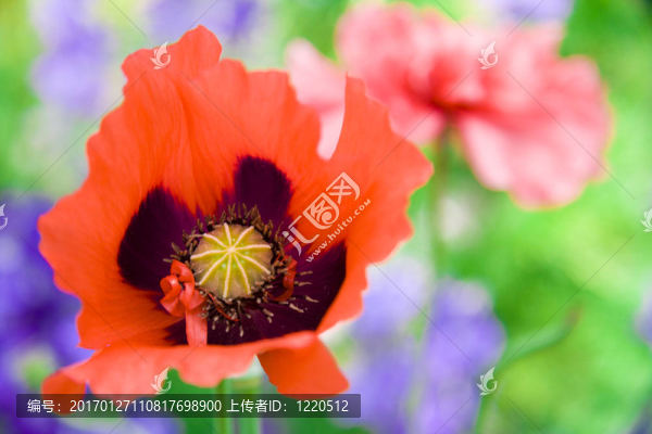 罌粟花