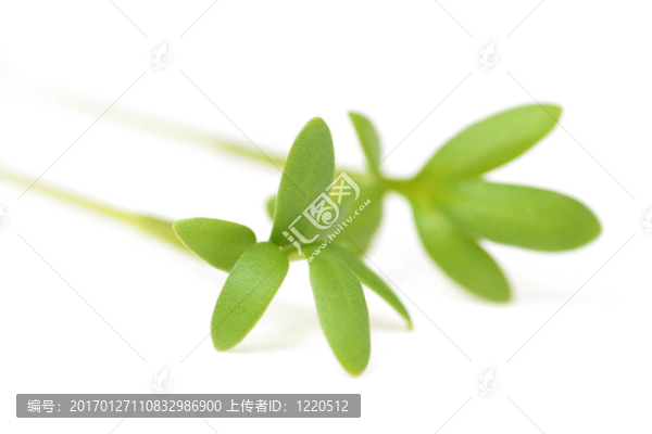 水芹特寫
