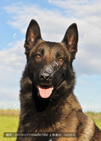比利時(shí)牧羊犬馬里努阿犬