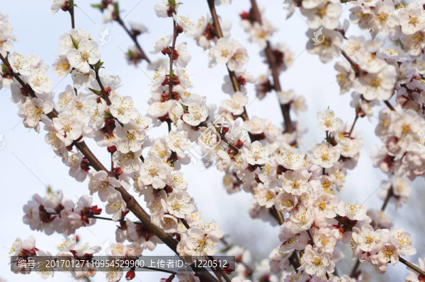 杏樹(shù)開(kāi)花