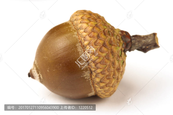 橡樹的橡子