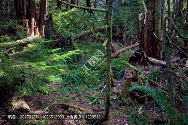 太平洋西北部茂密的森林-匯圖網(wǎng) www.fosd68.com 太平洋西北部茂密的森林