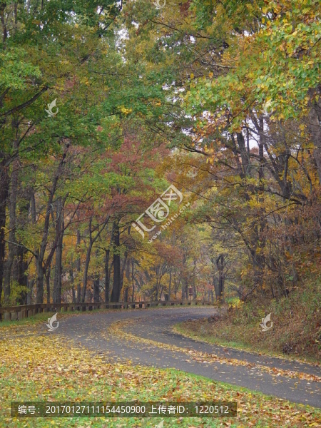 秋天的道路
