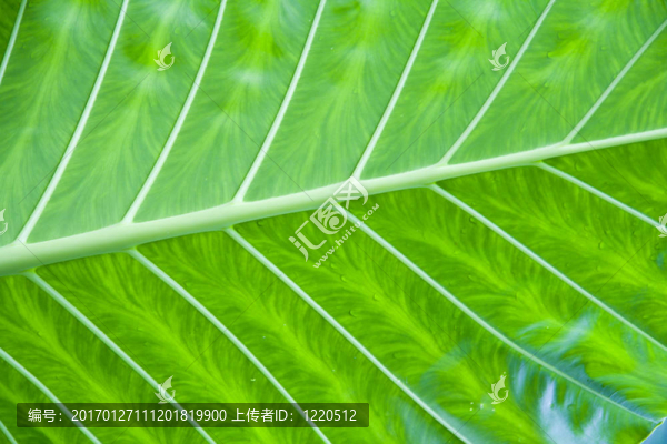 綠葉的細(xì)節(jié)