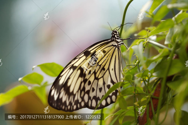蝴蝶