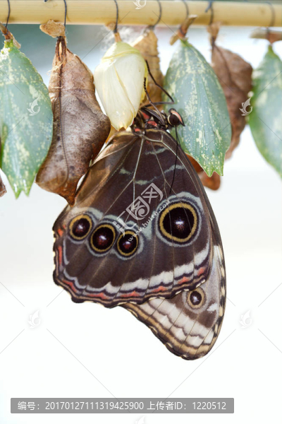 morfo,achillaena
