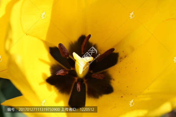 郁金香的花瓣