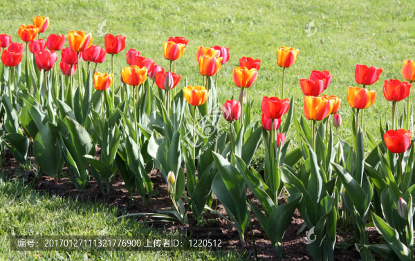 郁金香花園