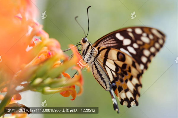蝴蝶