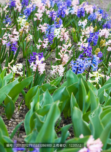 風信子的花
