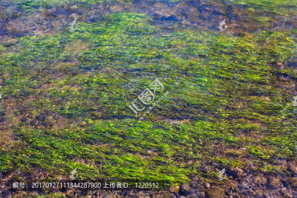 河流中的藻類