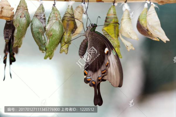 蝴蝶的誕生。