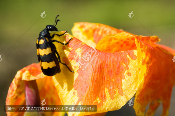 花上的七彩甲蟲