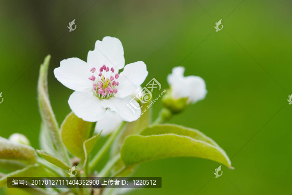 梨花-匯圖網(wǎng) www.fosd68.com 梨花