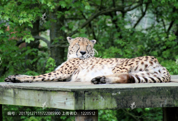 獵豹10