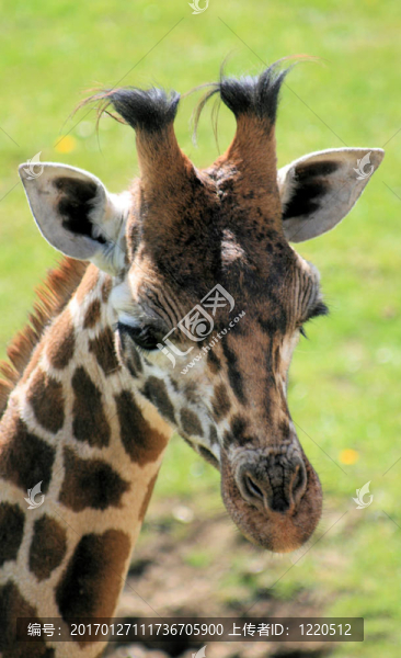 Giraffe,14