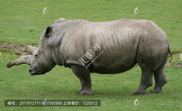 頭部后緣向前生出3