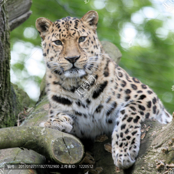 豹8-匯圖網(wǎng) www.fosd68.com 豹8