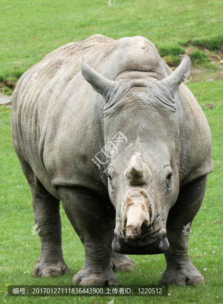 頭部后緣向前生出5