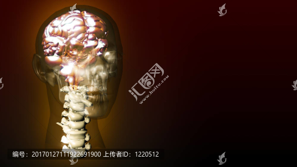 人腦的高度細節(jié)動畫