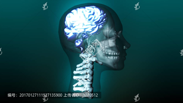 人腦的高度細節(jié)動畫