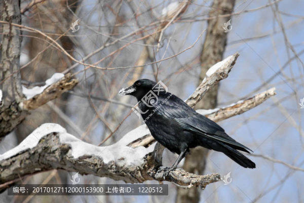 烏鴉-匯圖網(wǎng) www.fosd68.com 烏鴉