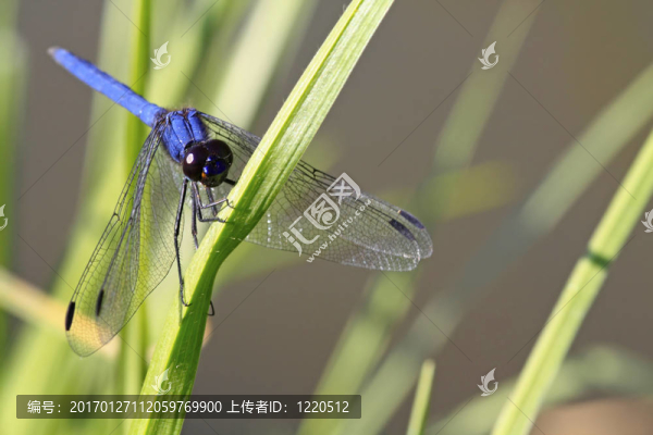 藍(lán)色的大