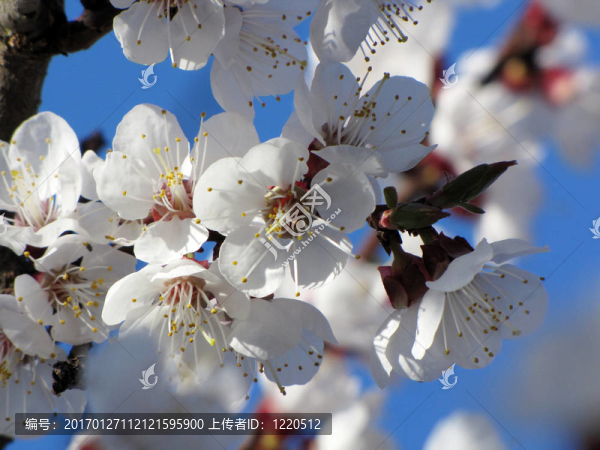 花-匯圖網(wǎng) www.fosd68.com 花
