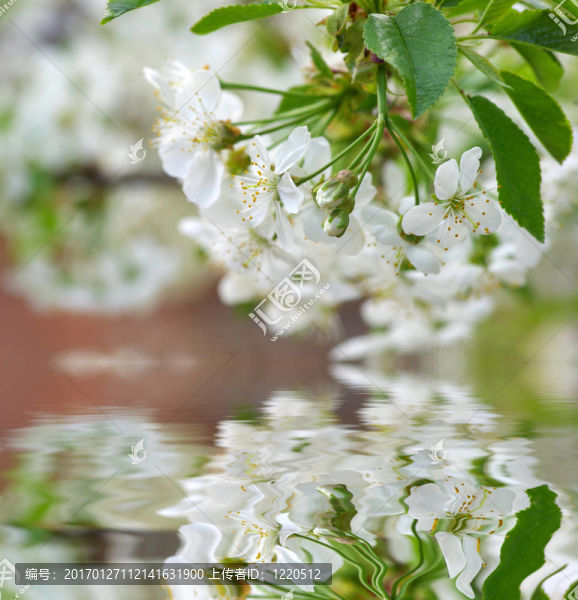櫻花