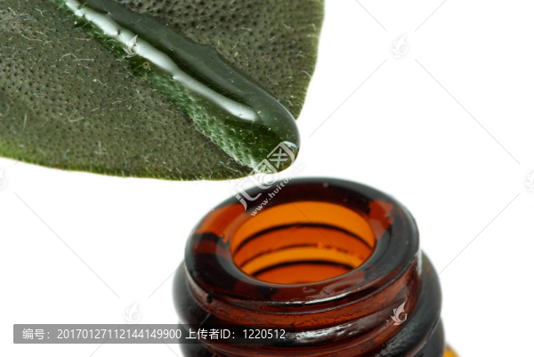 葉-匯圖網(wǎng) www.fosd68.com 葉