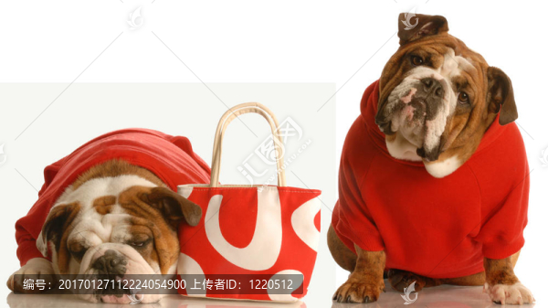 狗保護(hù)錢