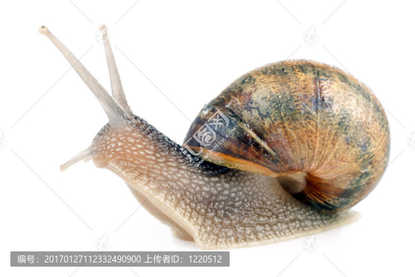 蝸牛在白色
