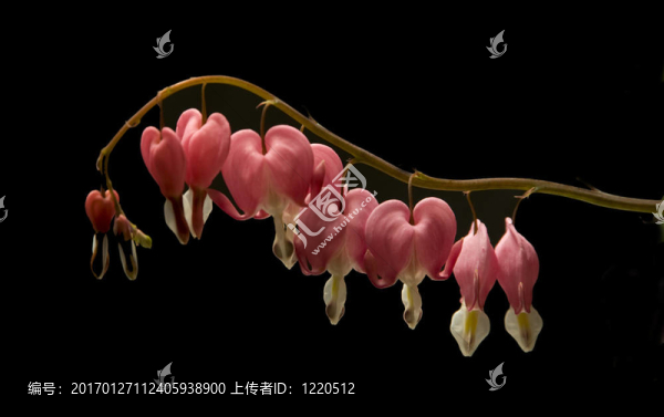 花；心臟出血