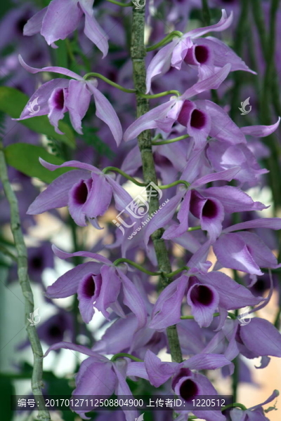 蘭花；紫色fl-2140