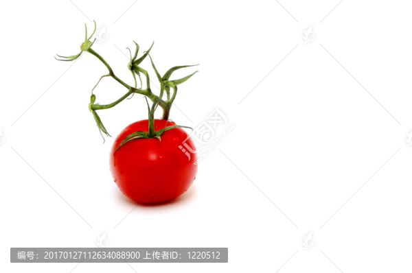 番茄