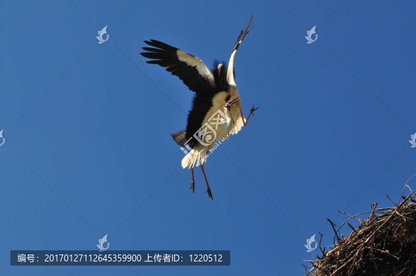戰(zhàn)斗鸛