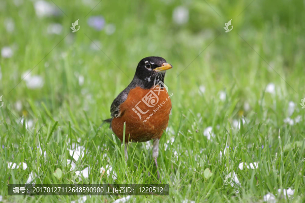 美洲知更鳥（Turdus,migratorius）