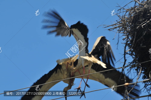 戰(zhàn)斗鸛